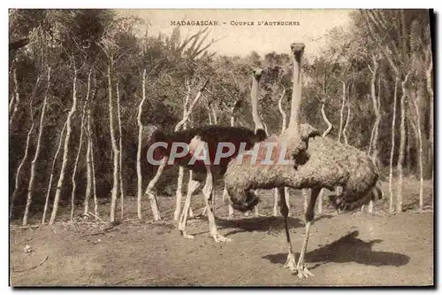 Cartes postales Madagascar Couple d&#39Autruches