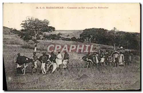 Cartes postales Madagascar Comment on fait voyager les Autruches