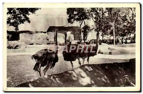 Cartes postales Paris Jardin zoologique de Vincennes Les Autruches