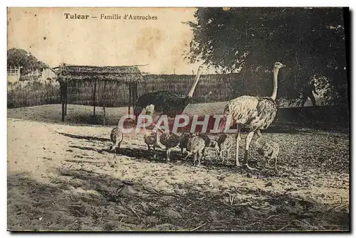 Cartes postales Tulear Famille d&#39Autruches