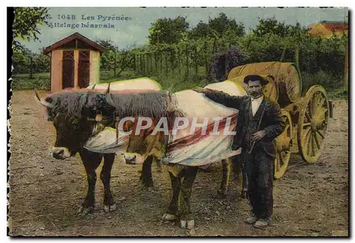 Ansichtskarte AK Folklore Pyrenees Attelage Beanais