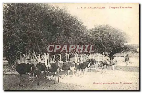 Cartes postales Madagascar Troupeau d&#39autruches