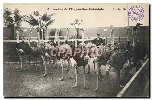 Cartes postales Autruches de l&#39exposition coloniale