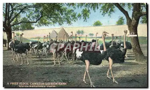 Cartes postales Autruches A prize flock Cawston Ostrich Farm South Pasadena California