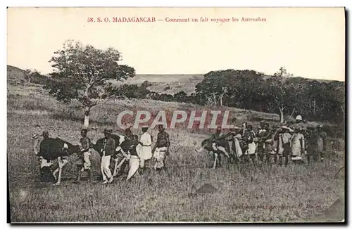 Cartes postales Madagascar Comment on fait voyager les autruches