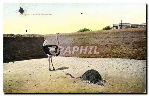 Cartes postales Egypte Egypt Famille d&#39autruches Autruche