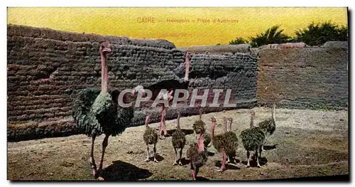 Cartes postales Egypte Egypt Heliopolis Place d&#39autruches Autruche