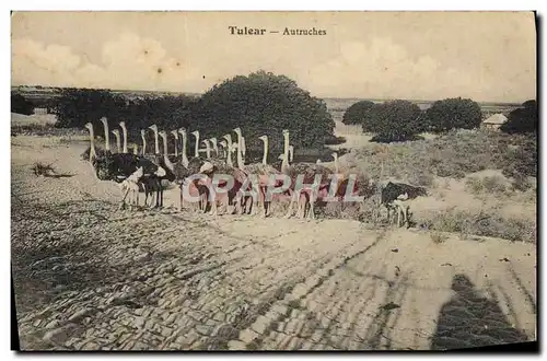 Cartes postales Tulear Autruches