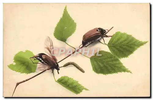 Cartes postales Insectes