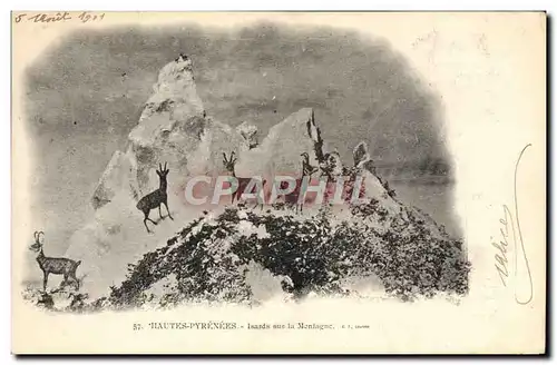 Cartes postales Folklore Hautes Pyrenees Isards sur la montagne