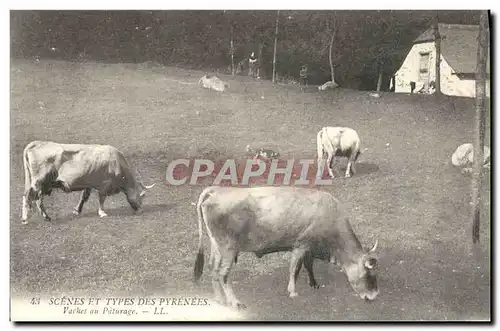 Cartes postales Folklore Pyrenees Vaches au paturage