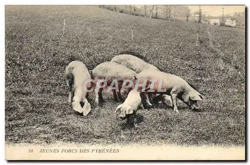 Cartes postales Jeunes porcs des Pyrenees Cochons Porcs