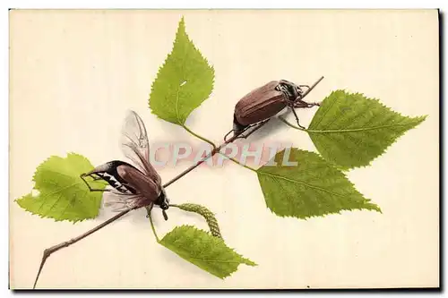 Cartes postales Insectes