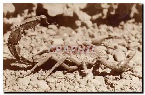 Cartes postales Insecte Scorpion