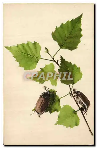 Cartes postales Insectes