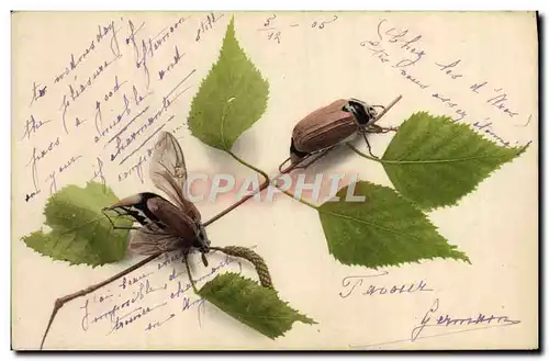 Cartes postales Insectes