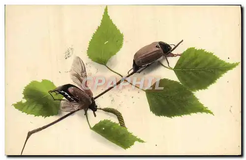 Cartes postales Insectes