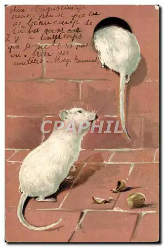 Cartes postales Souris blanche Rat