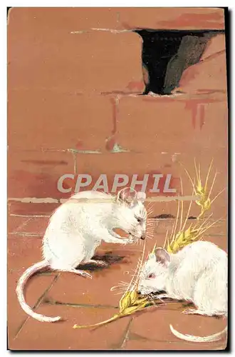 Cartes postales Souris blanche