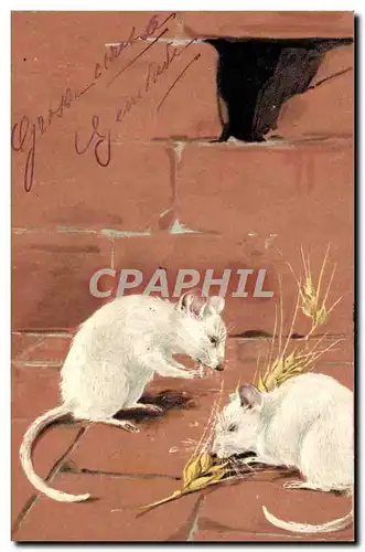 Cartes postales Souris blanche