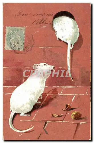 Cartes postales Souris blanche