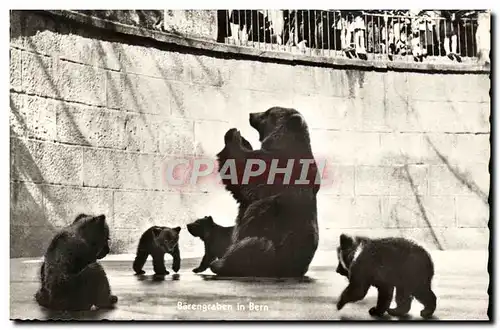 Cartes postales moderne Berne La fosse aux ours