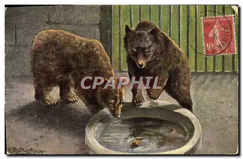 Cartes postales Les ours bruns