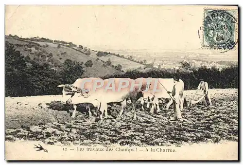 Cartes postales Attelage Les travaux des champs A la charrue Boeufs