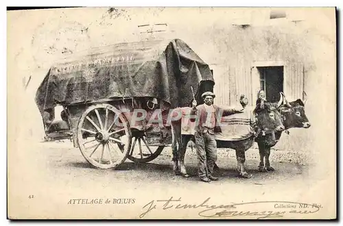 Cartes postales Attelage de boeufs