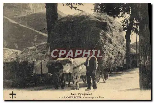 Ansichtskarte AK Attelage du pays Lourdes Boeufs