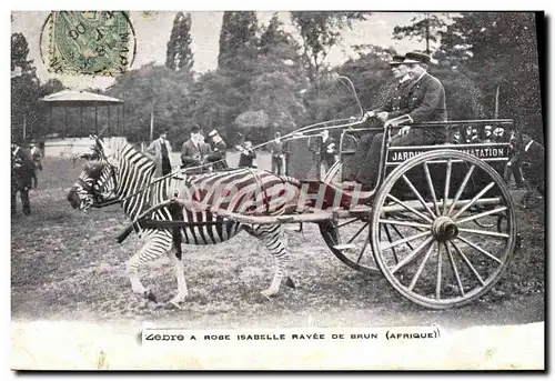 Cartes postales Attelage Zebre a Rose Isabelle rayee de brun Afrique