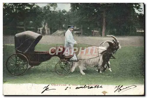 Cartes postales Chevre Chevres a cou noir Suisse
