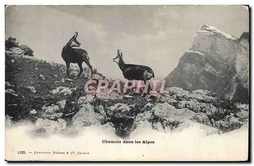 Ansichtskarte AK Chamois dans les Alpes