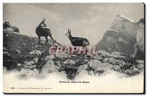 Cartes postales Chamois dans les Alpes