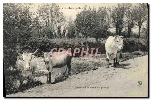 Ansichtskarte AK Folklore La vie champetre Boeufs se rendant au pesage