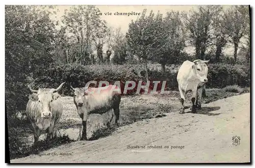 Cartes postales Folklore La vie champetre Boeufs se rendant au pesage