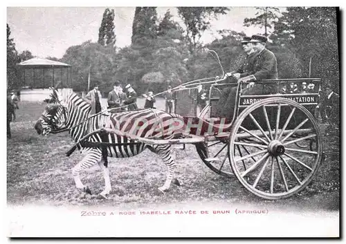Cartes postales Attelage Zebre a Robe Isabelle rayee de brun Afrique Jardin d'acclimatation Paris