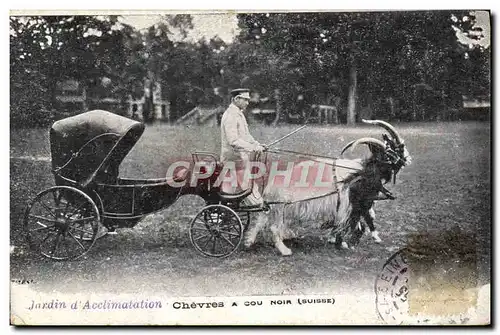 Cartes postales Attelage Chevres a cour noir suisse Jardin d&#39acclimatation Paris