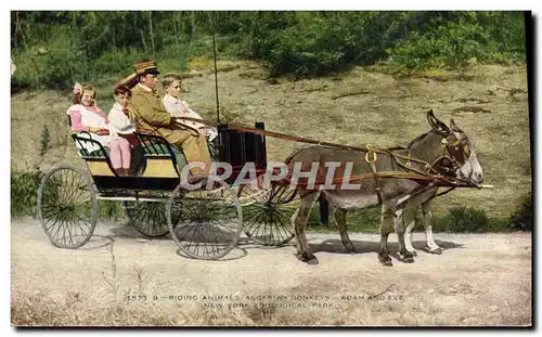 Ansichtskarte AK Attelage Ane Mule Algerie New York Zoological Park