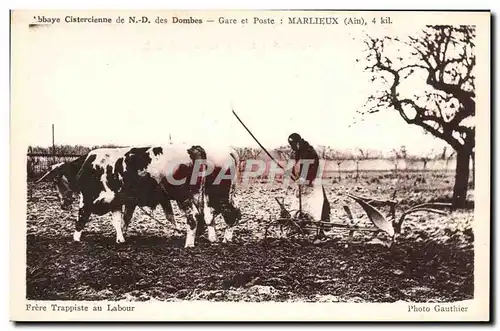 Ansichtskarte AK Attelage Boeufs Abbaye cistercienne de ND des Dombes Marlieux Frere trappiste au labour