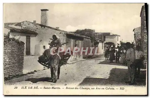 Cartes postales Ane Mule Ile de Re Saint Martin Retour des champs un ane en culotte