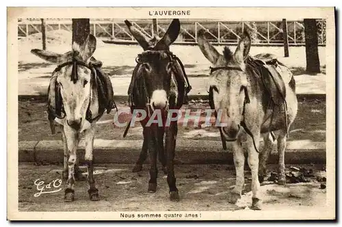 Cartes postales Ane Mule Auvergne Quatre anes