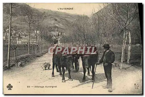 Ansichtskarte AK Attelage Auvergne Attelage Auvergnat