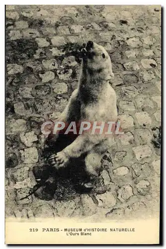 Cartes postales Ours Paris Museum d&#39histoire naturelle L&#39ours blanc