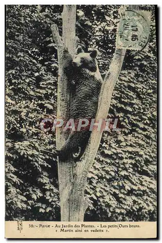 Cartes postales Ours Paris Au jardin des plantes Les petits ours bruns Martin aine en vedette