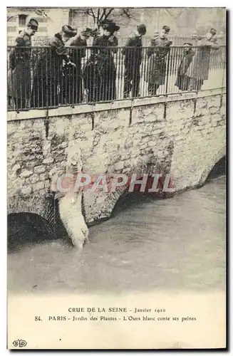 Ansichtskarte AK Ours Crue de la Seine Janvier 1910 Paris Jardin des plantes L&#39ours blanc conte ses peines