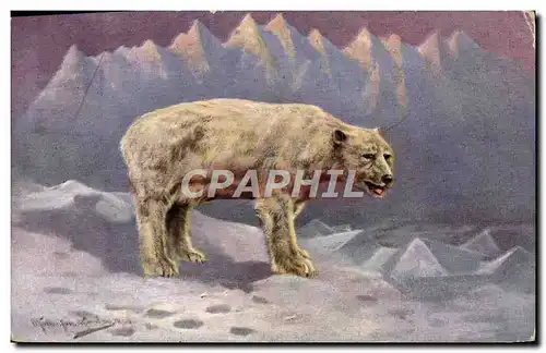 Cartes postales Ours blanc