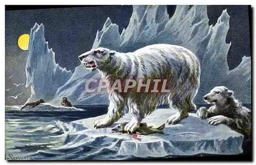 Cartes postales Ours blanc