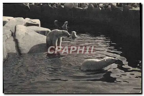 Ansichtskarte AK Ours blanc Parc zoologique Bois de Vincennes Paris