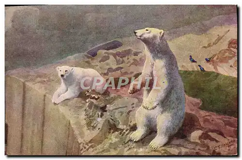 Cartes postales Ours blanc